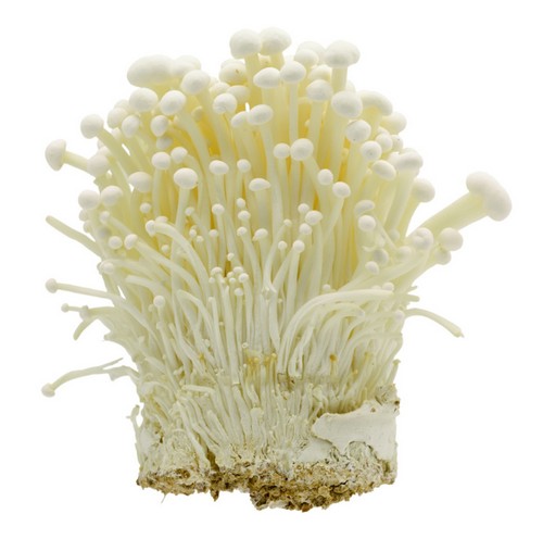 Enoki
